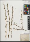 Foto von Salix purpurea L.